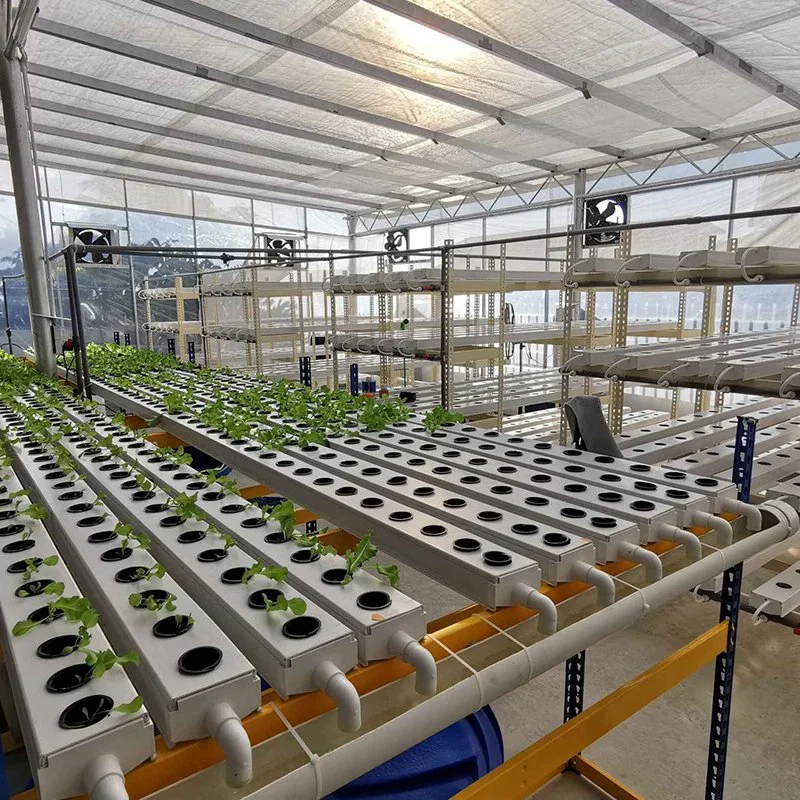 China Hydroponics Dwc Hydroponic System Nft Channel System for Leafy Greens Tomato Cucumber