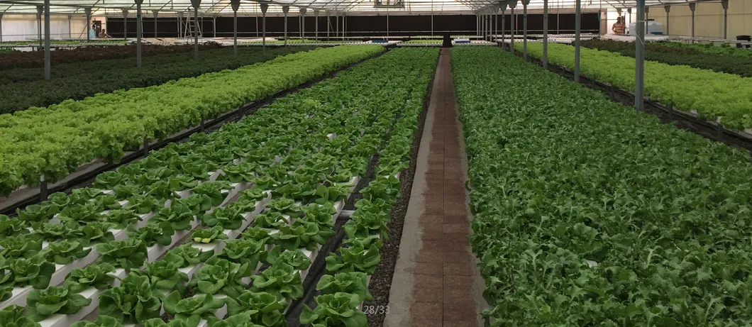 Agriculture Vertical Nft System Horizontal PVC Channel System with Indoor Farming Leafy Greens