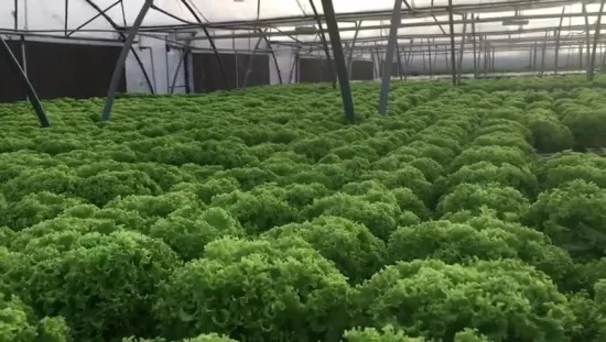 Commercial Soil Free Cultivation Nft Food-Grade Hydroponic Farming Systems for Leafy Greens