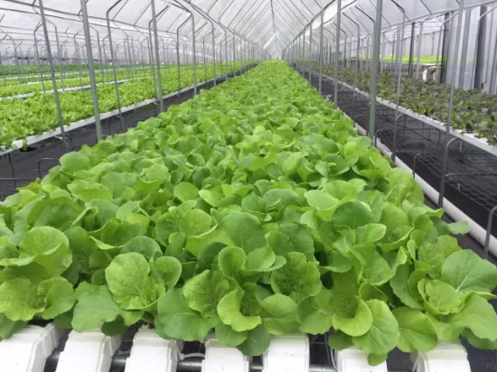 Commercial Hot Sale Hydroponic Channel System in Greenhouse and Farm Nft Hydroponics System with Hydroponics Equipment for Lettuce/Celery/Greens Cultivation