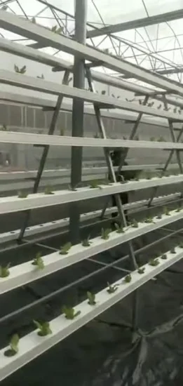 Free Design Greenhouse Hydroponic Nft Farming Systems for Leafy Greens