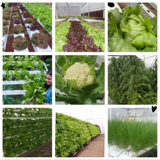 Agriculture Vertical Nft System Horizontal PVC Channel System with Indoor Farming Leafy Greens